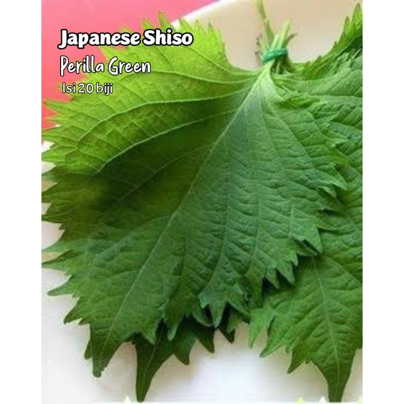 Shiso perilla green japanese benih biji
