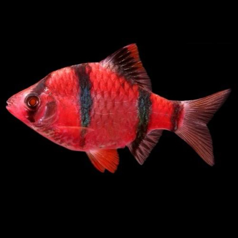 [GOJEK]IKAN HIAS Tiger Barb sumatra / Ikan hias Aquascape