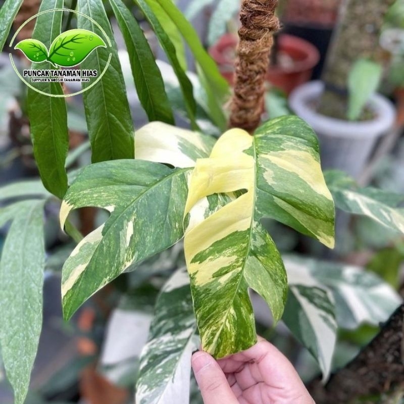 Epipremnum pinantum varigata - Philodendron epipremnum varigata