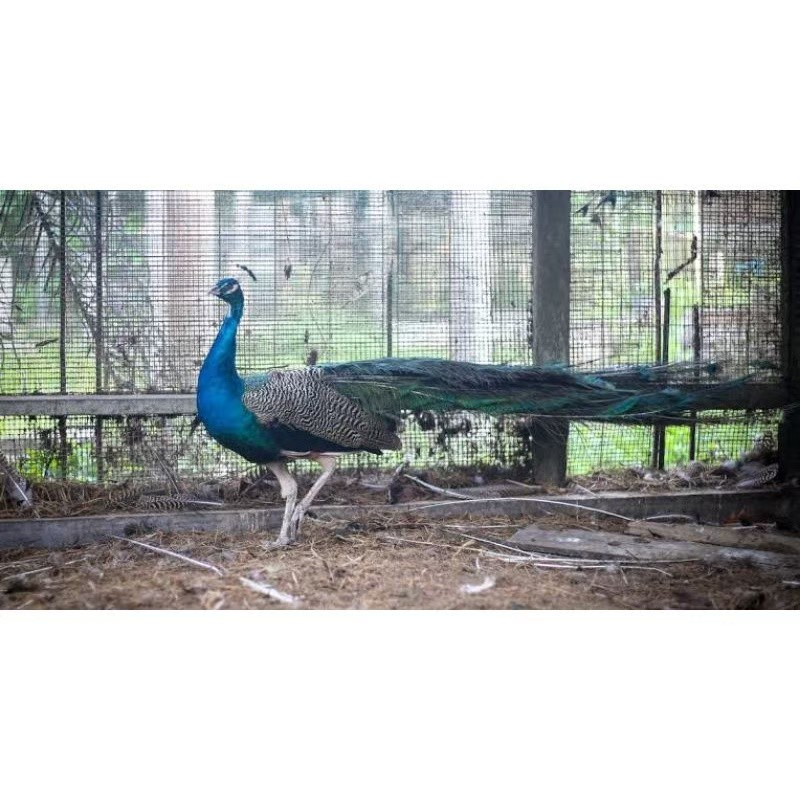 FGFG56846 telur tetas fertil asli merak biru 564568