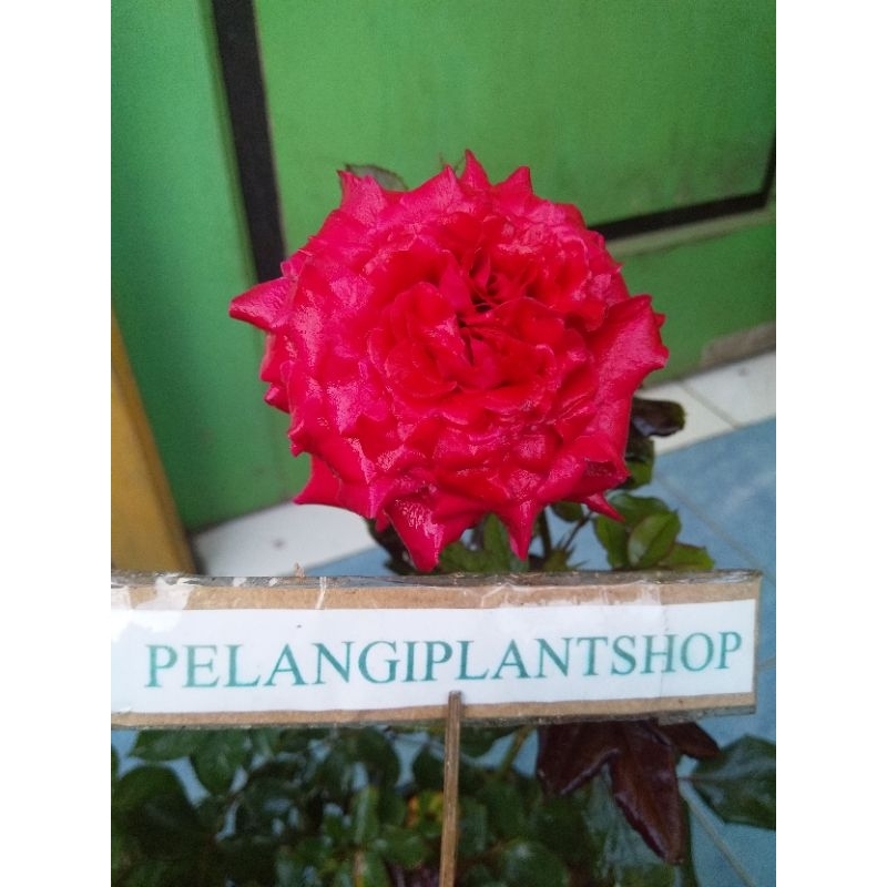 mawar red luna/merah holand