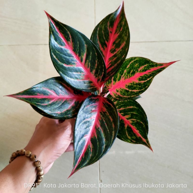 aglonema red borju dewasa daun 6-7-8+