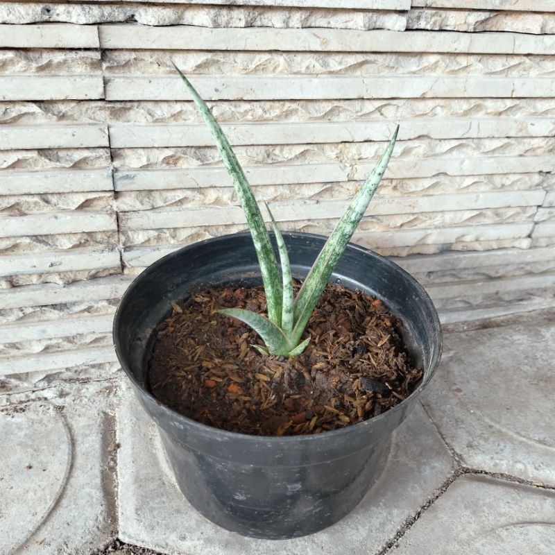 Sansevieria Kanla Silver