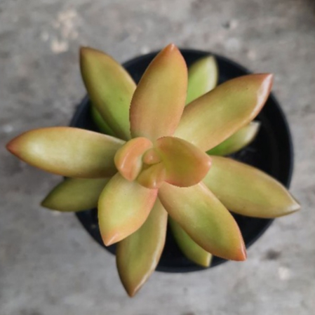 Sukulen Sedum Nesubamerianum/Sedum Adolphi Firestrom