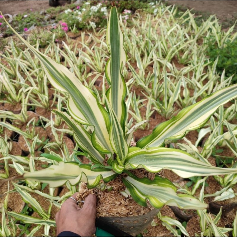 tanaman agave/tanaman hias agave/tanaman outdor