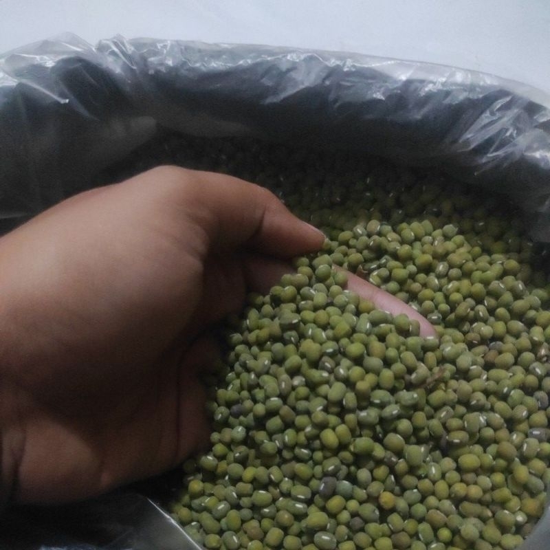 

Kacang Hijau Kolak Baru panen