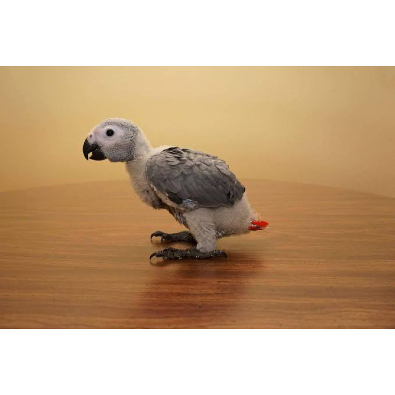Baby African Grey Parrot Burung Paruh Bengkok Jinak Jago Talking