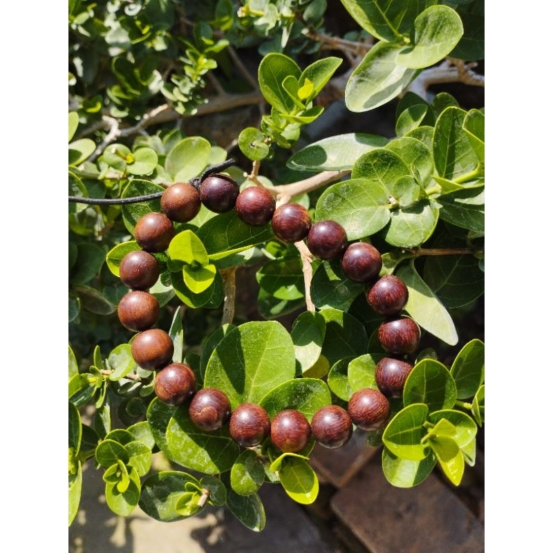 gelang tangan bahan kayu galih asem