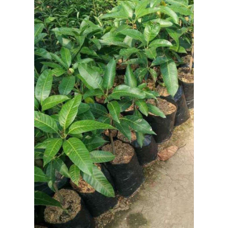 bibit mangga gadung
