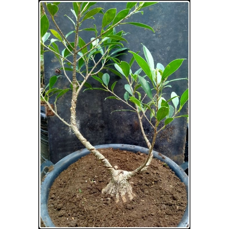 bahan mame small kimeng program akar