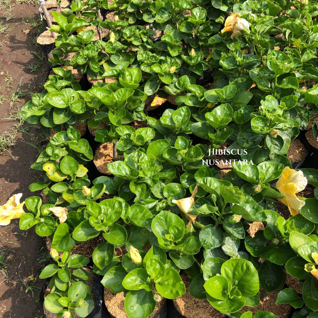 Tanaman hibiscus black gold bunga besar kuning hibiscus nusantara CODE 012