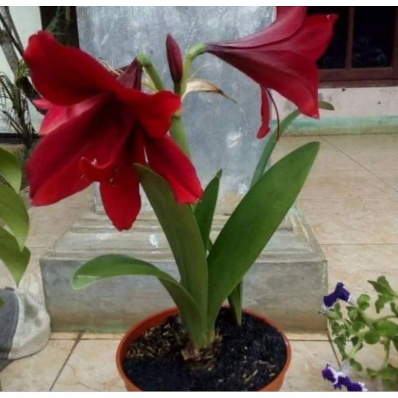 tanaman hias bunga Bakung merah - Bakung amarilis bunga merah