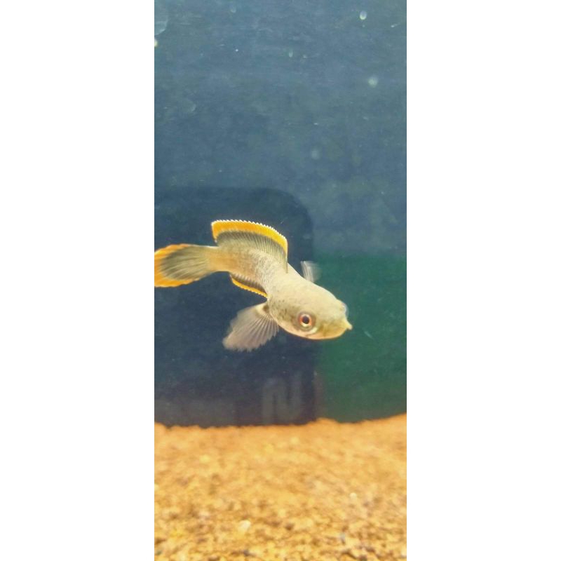 misteri boc canna limbata