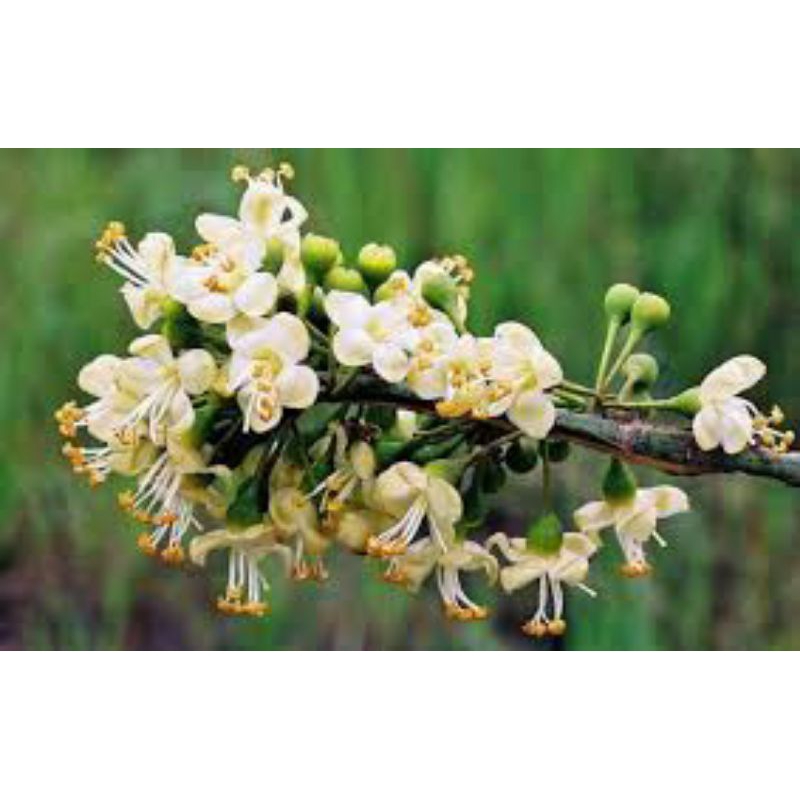 

bunga honey atau bunga randu muda segar