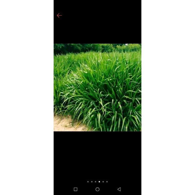 

rumput pakchong