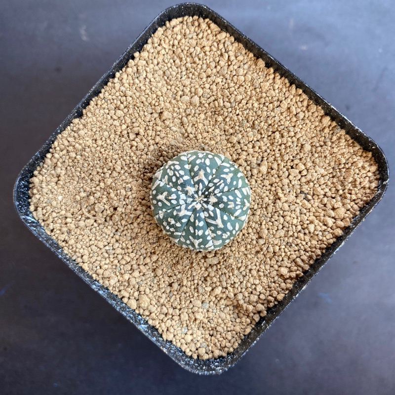 kaktus astrophytum v type