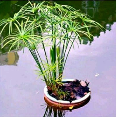 tanaman papyrus,bibit tanaman papyrus payung,dwarf papyrus, umbrella papyrus  untuk penjernih air, p