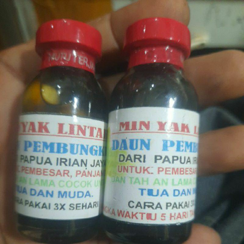 minyak lintah daun pembungkus