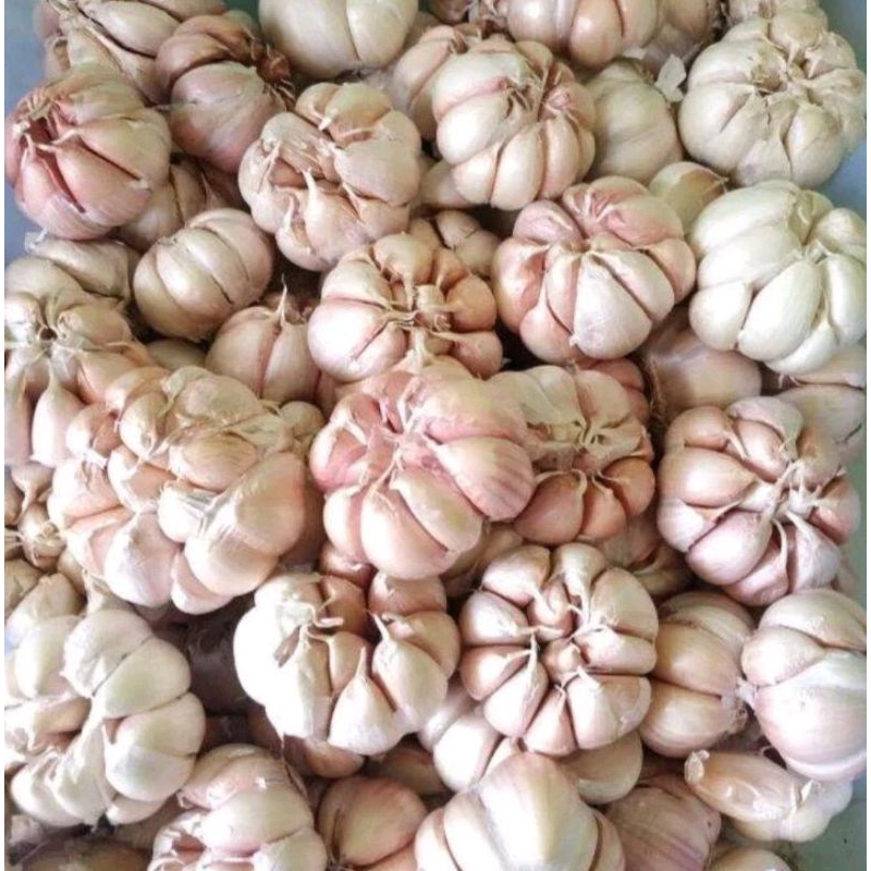 

Barang Putih 1 Kg Besar Mantap
