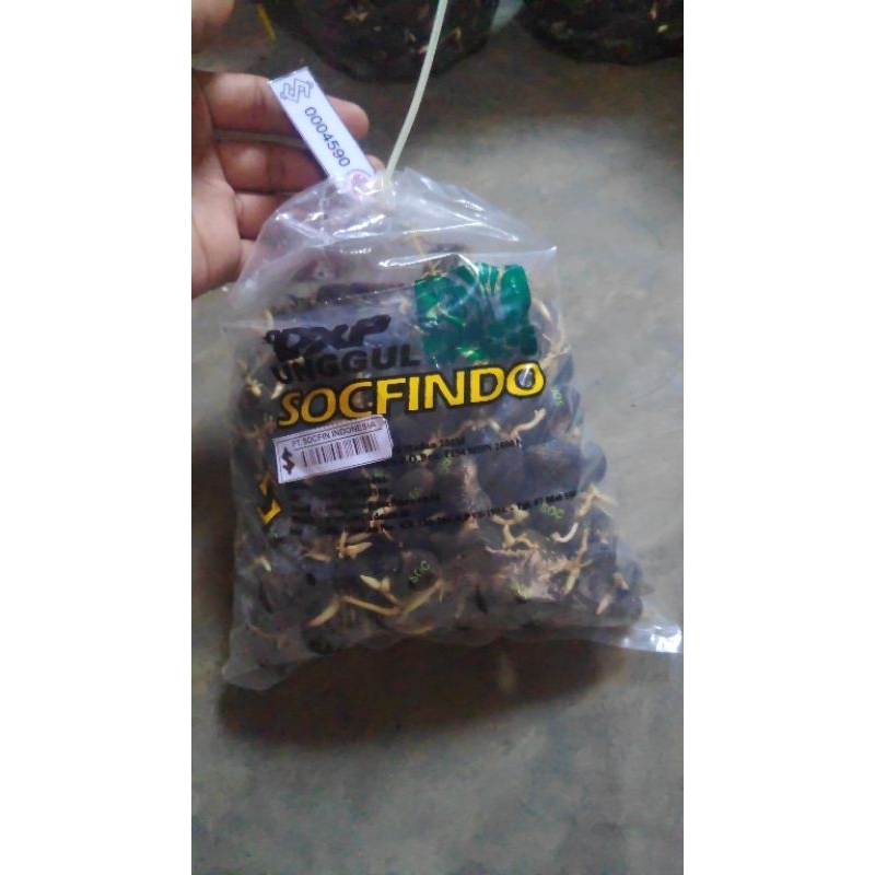 kecambah dxp Socfindo original