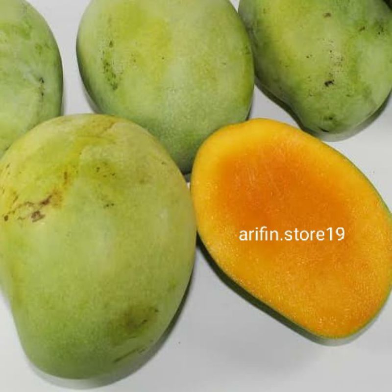 

Mangga Indramayu Mentah/Mengkal/Mateng