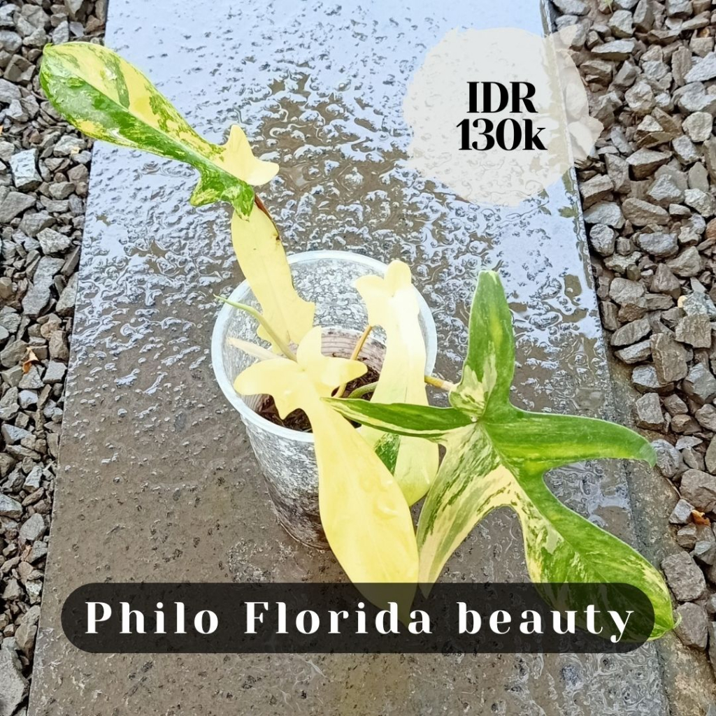 Philo Florida Beauty