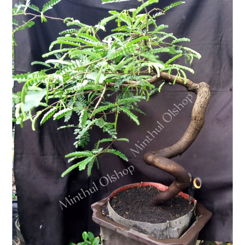 Bonsai asem jawa dari biji meliuk siap pajang batang besar sesuai foto