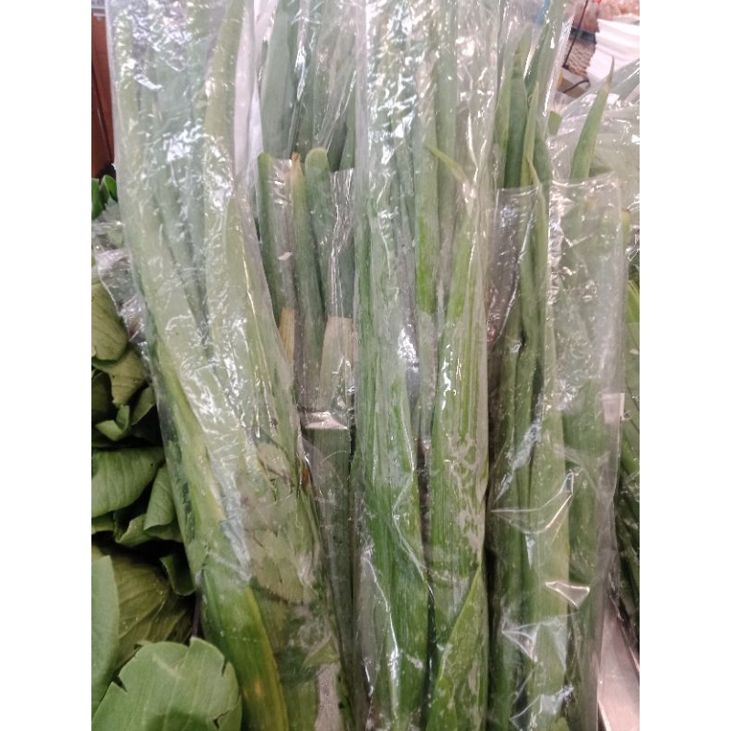 

Bawang Daun Segar