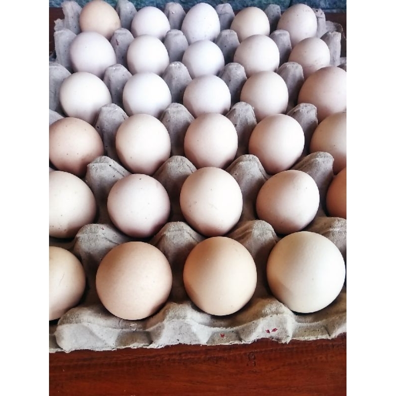 

Telur ayam kampung Fresh#