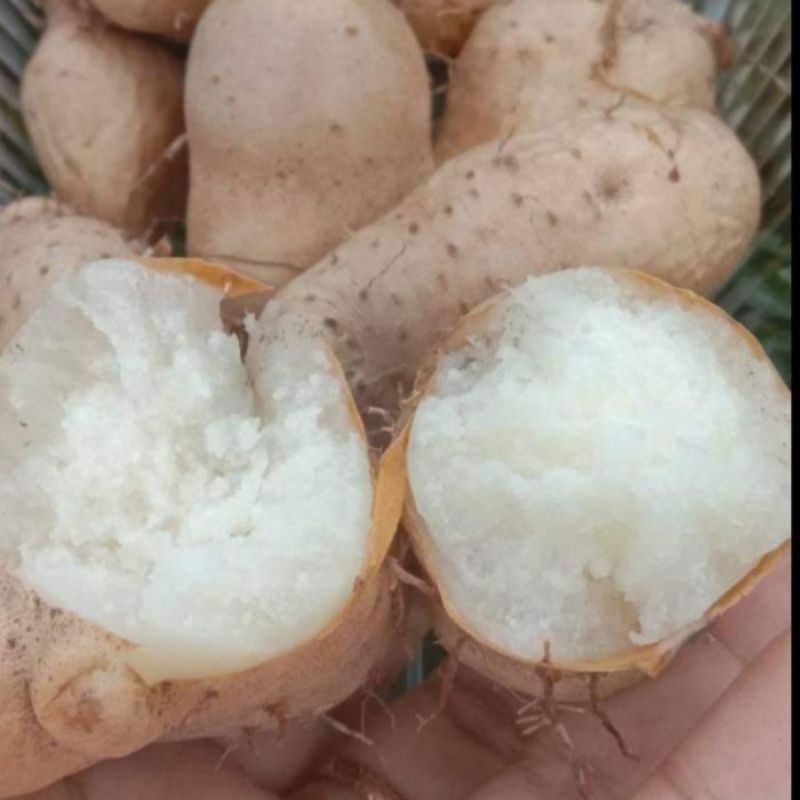 

UMBI GEMBILI PULEN 1KG/ GEMBILI KETAN GURIH BEBAS GULA