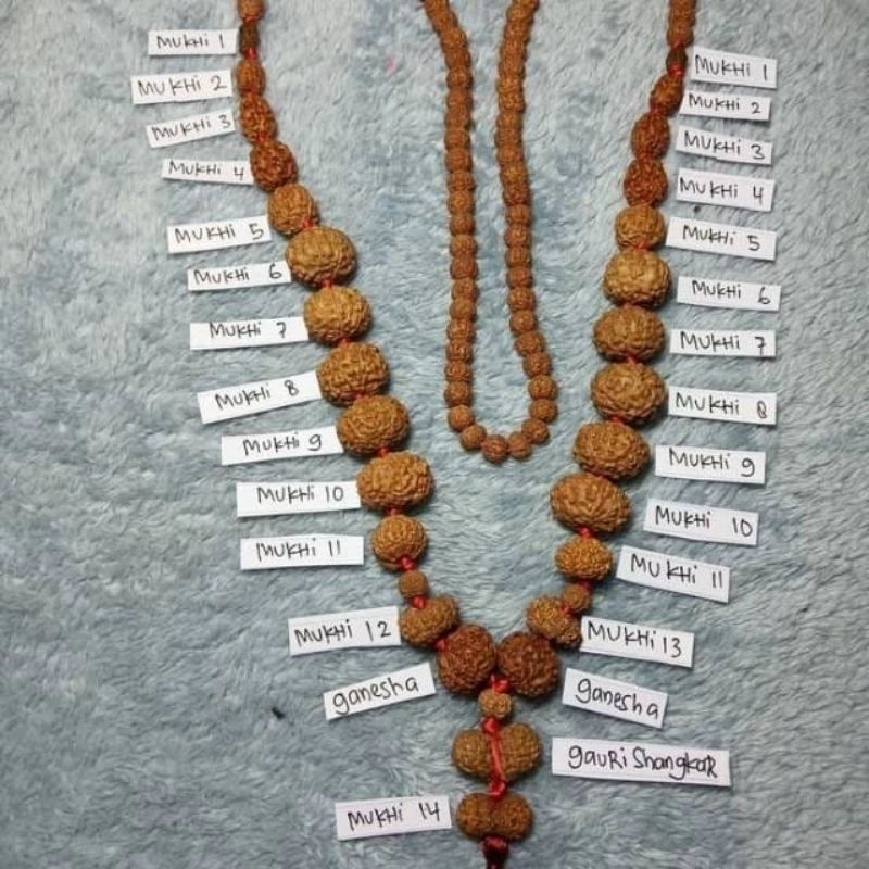 sidhamala Rudraksha mukhi 1-mukhi 14