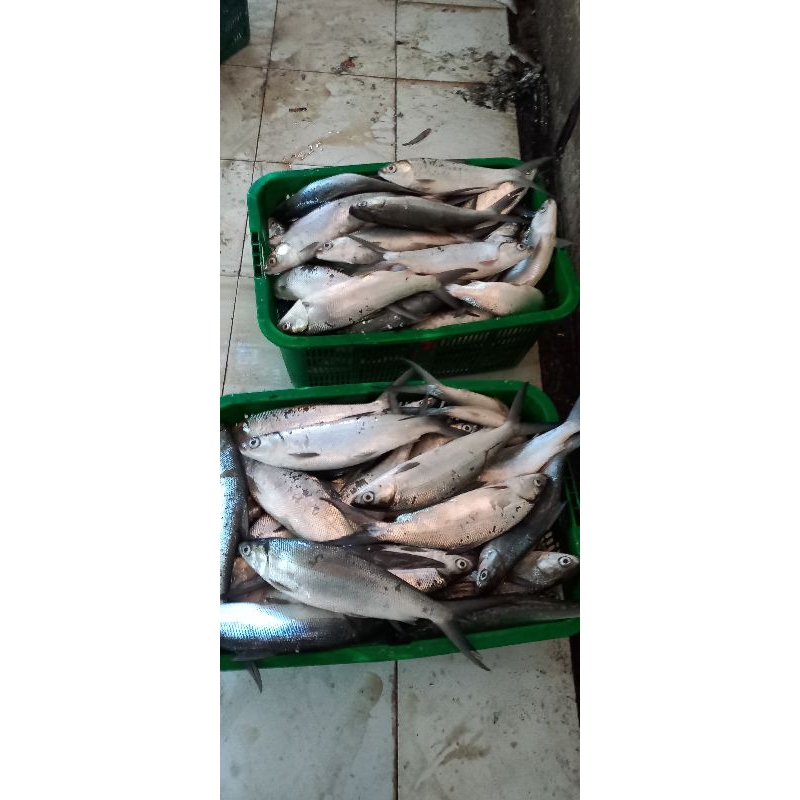 

ikan bandeng frozen fresh melayani 500 kg dan Ton