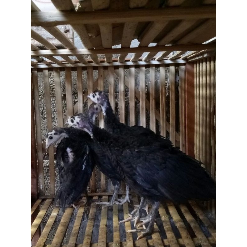 kalkun black usia 2.5 bulan, luar magelang minat anakan silahkan japri