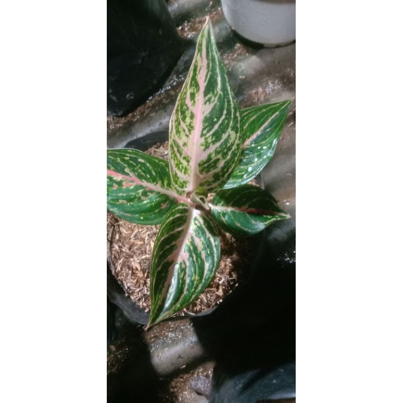 tanaman hias aglonema paulina