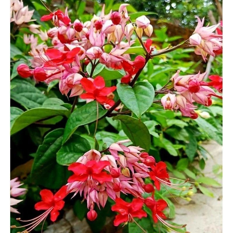 TANAMAN HIAS BUNGA NONA MAKAN SIRIH/NYONYA NGINANG.