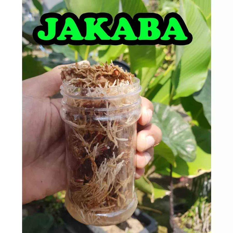 jual bibit Jamur Jakaba Isi full jamur bukan Air Pupuk organik