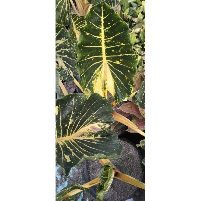 indukan alokasia new guenia gold jumbo sente golden murah