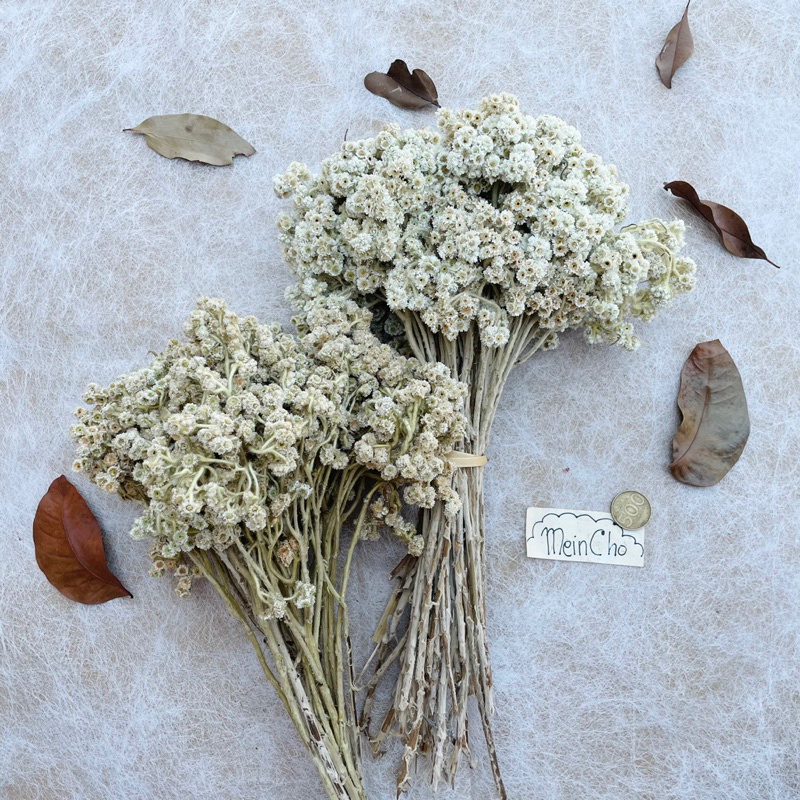 Bunga Edelweiss Ikat Besar Edelweis Putih Lawu Edelweis Putih Bromo Bunga Abadi Budidaya