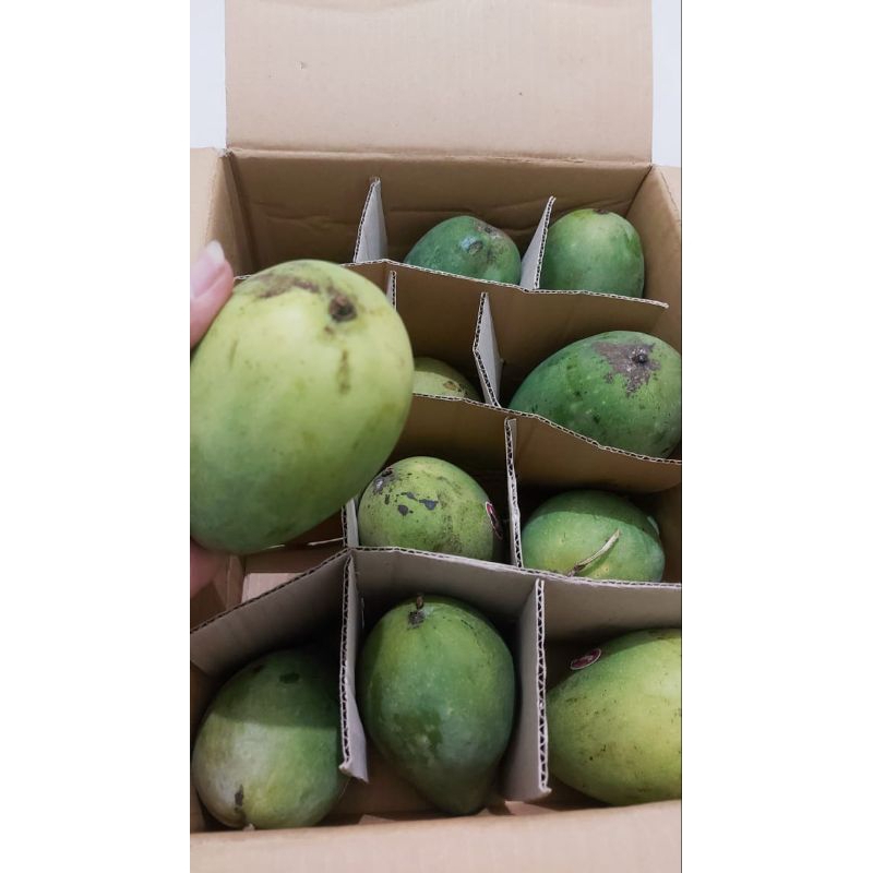 

Mangga Alpukat Klonal 21 Per Box