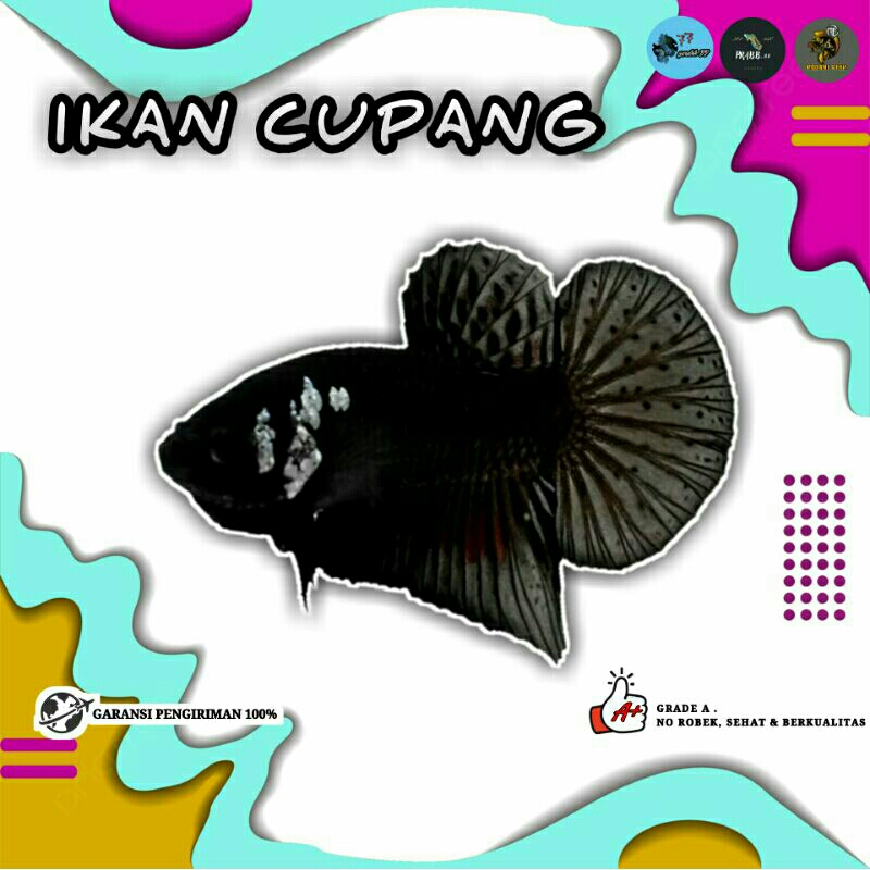 Ikan Cupang Black Mamba aksesoris aquarium