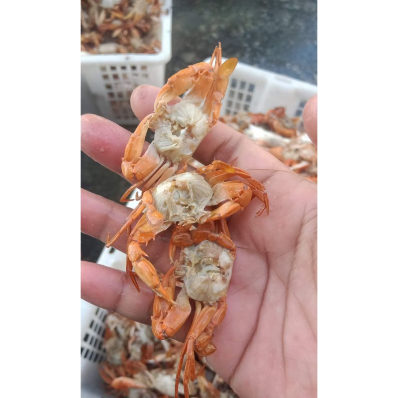 

BABY CRAB Fresh standar bahan crispy 1KG