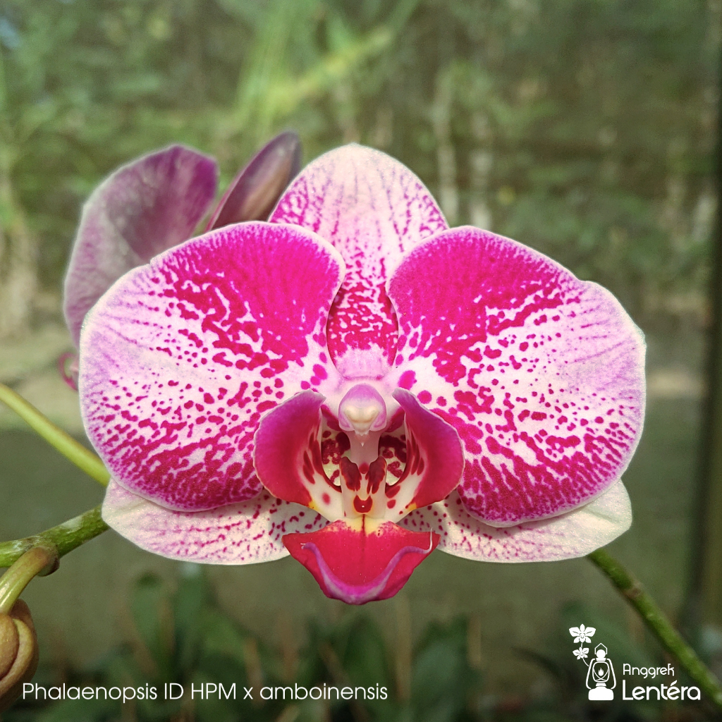 Phalaenopsis (ID HPM x amboinensis) Anggrek Bulan