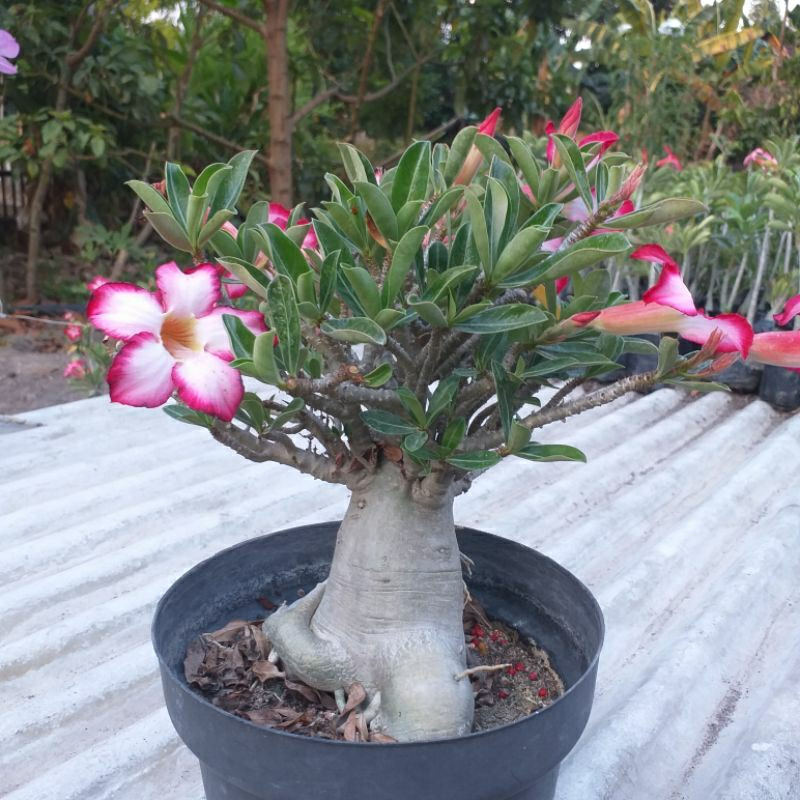 Adenium Cabser