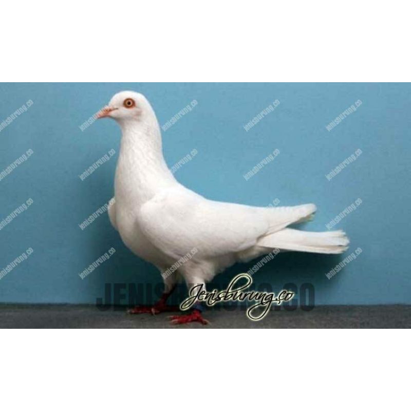 

Telur merpati terapi balita