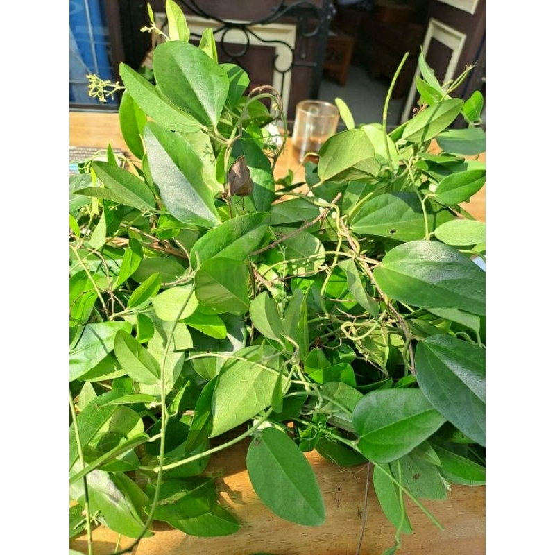 

daun cincau rambat jelly organik 500 gram