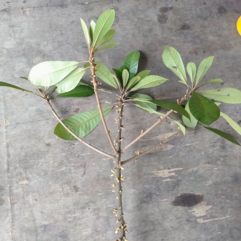 FC mamey sapote magana