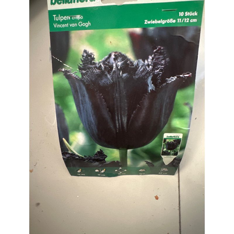 Umbi Bunga Tulip Hitam