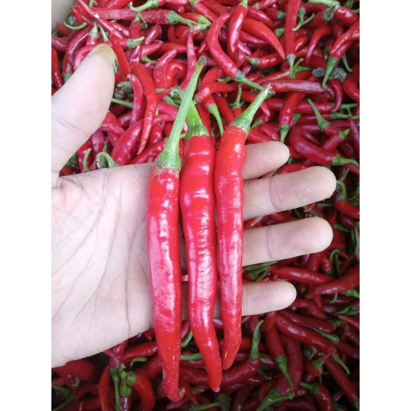 

cabai metah TW ORI 1KG