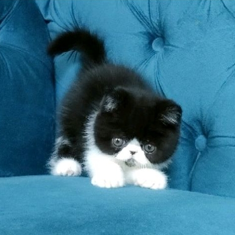kitten exo peaknose betina non ped ( PO )