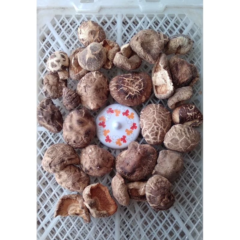 

Jamur Shitake Kering / Shiangku Kering 100 Gram